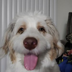 Meet your Posher, Bicely